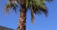 73-850 Dinah Shore Dr Palm Desert, CA 92211 - Image 14472242