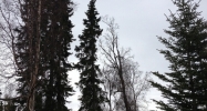 1711 Fourth Avenue Kenai, AK 99611 - Image 3779847