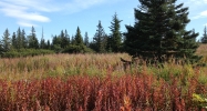 17630 Kimeluk Street Ninilchik, AK 99639 - Image 3791447