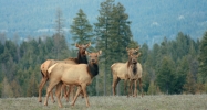 NNA Pheasant Run Rd Bonners Ferry, ID 83805 - Image 3819367