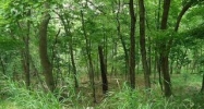 13 &amp; 15 Pivot Rock Ln.aka Lots 9 &amp; 10 Eureka Springs, AR 72631 - Image 3891707
