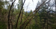 13605 Axle Court Grass Valley, CA 95945 - Image 3921896