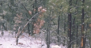 APN 210-30-0230 Show Low, AZ 85901 - Image 3967077