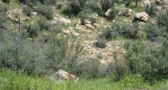2309 Cyclorama Drive Prescott, AZ 86305 - Image 3967186