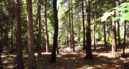 13348 Woodzy Place Nevada City, CA 95959 - Image 3968699