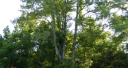 Lot #4Caddo springs Rd. Clarksville, AR 72830 - Image 4114381