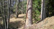 23956 Stable Rd.080-240-14 Sonora, CA 95370 - Image 4240831