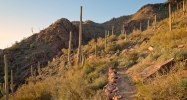 43xxx N Saguaro Forest Drive Cave Creek, AZ 85331 - Image 4319342