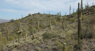 37225 N BLUE RIDGE Place Cave Creek, AZ 85331 - Image 4319343
