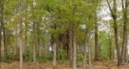 131 Rosemount Court Enterprise, AL 36330 - Image 4325935