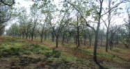 Lot 1 Bishop Rd Fairhope, AL 36532 - Image 4375753