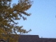 311 Dominic Street Avilla, IN 46710 - Image 4524237