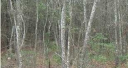 0 OLD GEORGETOWN RD Mount Pleasant, SC 29466 - Image 5296303