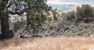 Skyline, lot 107 Tehachapi, CA 93561 - Image 5353954