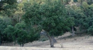 30891 Pinedale Dr Tehachapi, CA 93561 - Image 5353959