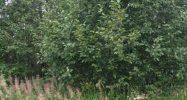 Lot 5 Gary Court Nikiski, AK 99635 - Image 5361780