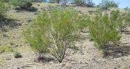 2505 PERCHERON Road Wickenburg, AZ 85390 - Image 5651989