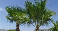 13346 E 55 ST Yuma, AZ 85367 - Image 5995324