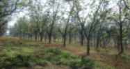 Lot 1 Bishop Rd Fairhope, AL 36532 - Image 6164239