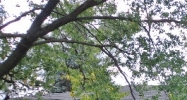 219 Cedar Ct. Breckenridge, MI 48615 - Image 6164462