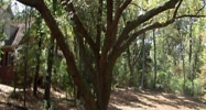 0 Country Woods Drive Fairhope, AL 36532 - Image 6166032