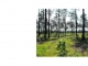 TBD HWY 111 Anacoco, LA 71403 - Image 6167456