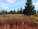 17630 Kimeluk Street Ninilchik, AK 99639 - Image 6443349