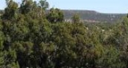 Sec 33 White Mtn Lake Ranchos Show Low, AZ 85901 - Image 7476163