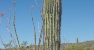 01 S &amp; 04 S EVERETT BOWMAN Wickenburg, AZ 85390 - Image 7489572
