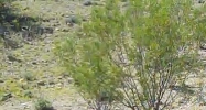 2505 PERCHERON Road Wickenburg, AZ 85390 - Image 7495585
