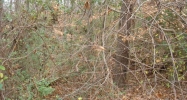 0 Gunter Street Lot#4 Anniston, AL 36206 - Image 7746248