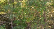 1958 PINE LAKE TRAIL NW Arab, AL 35016 - Image 7772753