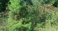 272 PARKWOOD LANE Arab, AL 35016 - Image 7772754