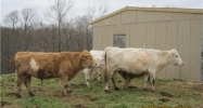 LOT 2 RURAL 19-21-28 Rogers, AR 72756 - Image 7823452