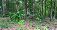 Lot 95 Keowee Falls South Town  Apn Salem, SC 29676 - Image 7900849