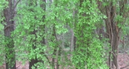 Red Cut Hill Rd Tract 4 Leesville, LA 71446 - Image 8130600