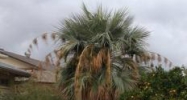 10314 W Royal Palm Rd Peoria, AZ 85345 - Image 8148620