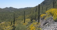 4880 E Lone Mountain Road Cave Creek, AZ 85331 - Image 8340314