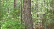 Red Cut Hill Rd Tract 3 Leesville, LA 71446 - Image 8485564