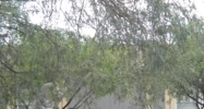 12390 W Hilltop Tucson, AZ 85736 - Image 8612049