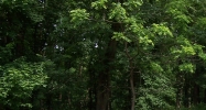 Lot 123 Woodfield Estates Dr. Cadiz, KY 42211 - Image 8624096