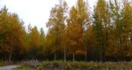 6520 N Bush Road Palmer, AK 99645 - Image 8703108