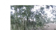 5919 TROPHY LOOP Lakeland, FL 33811 - Image 9177643