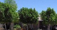 2202 W Riviera Dr Tempe, AZ 85282 - Image 9366628