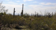 27034 N 92nd Street Scottsdale, AZ 85262 - Image 9373123