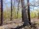 Highway 289 N Ash Flat, AR 72513 - Image 9419869