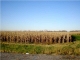 0Stevenson Station Road Chandler, IN 47610 - Image 9592323