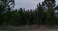 Lot 1- 5 Daisy Rd Apn# 0720002201 Loris, SC 29569 - Image 9674007