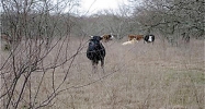 7311 Hwy 36 South Sealy, TX 77474 - Image 9798646