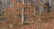 LOT 58 LISANBY Rd Eddyville, KY 42038 - Image 9954683